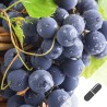 OPC Traubenkernkapseln mit Vitamin C hier kaufen
