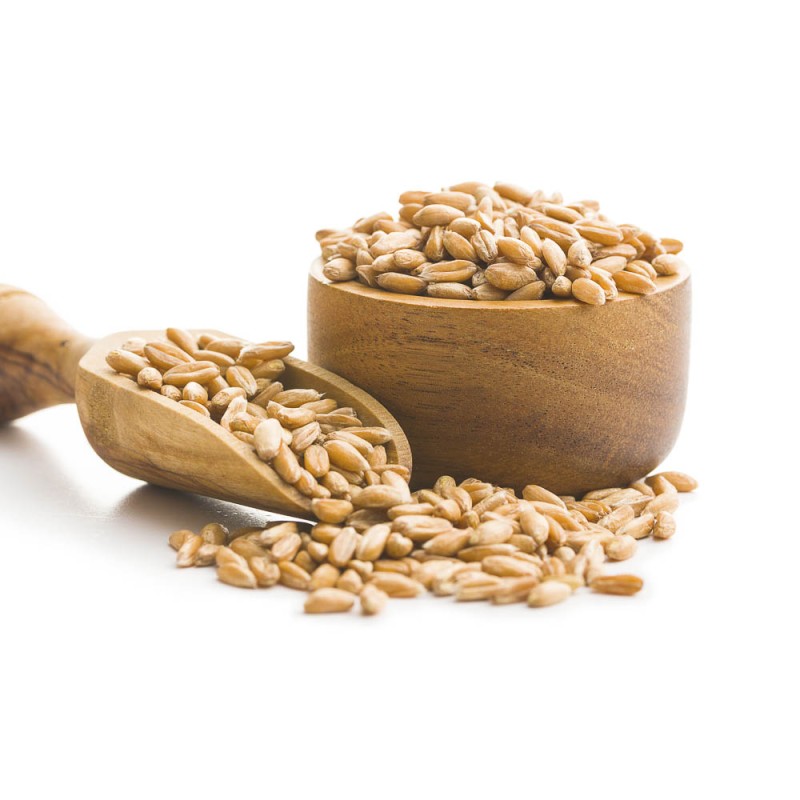 BIO Urdinkel | keimf&auml;hig, alte Sorte - hier kaufen