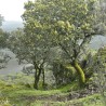 Sardischer Waldhonig, Eiche | Vitapower Onlineshop