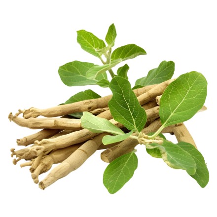 Ashwagandha-Extrakt BIO, 150 Presslinge