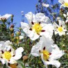 Bio Cistrose&ouml;l kaufen | naturrein