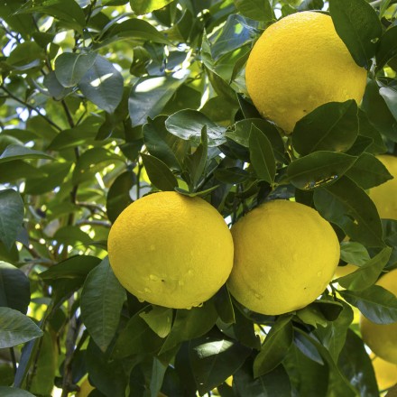 Naturreines Bio Grapefruit&ouml;l: jetzt online kaufen