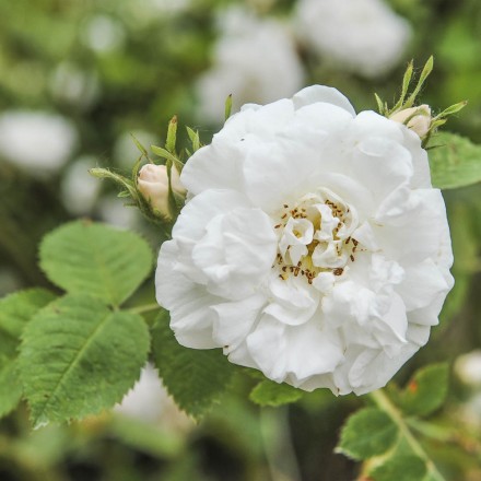 Rosenhydrolat f&uuml;r die Haut | online kaufen