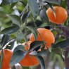 Mandarinen &Ouml;l | online kaufen in Vitapowershop