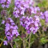 BIO Thymian Thymol-&Ouml;l | online kaufen