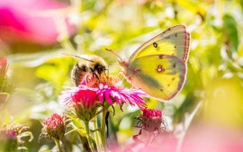 F&uuml;r Energie-Stoffwechsel: Bl&uuml;tenpollen Hercules Honig u. a.