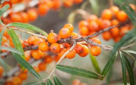 Sanddornsaft Wildsammlung. Sanddorn hier kaufen. Vitamin C.