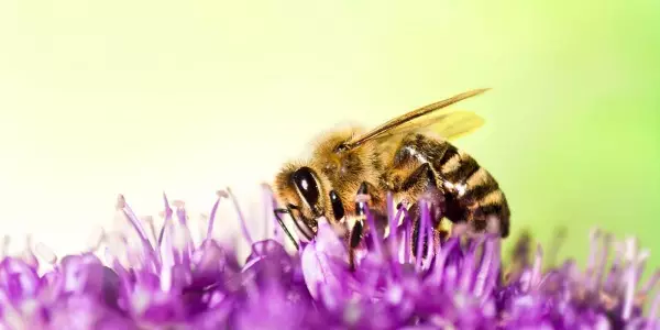 Einzigartige Wildbl&uuml;ten-Honige aus Europa