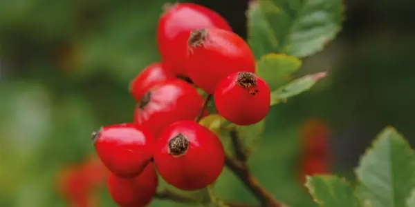 Hagebutte: rote Perle f&uuml;r Mark und Bein
