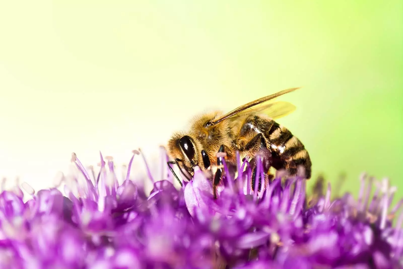 Einzigartige Wildbl&uuml;ten-Honige aus Europa